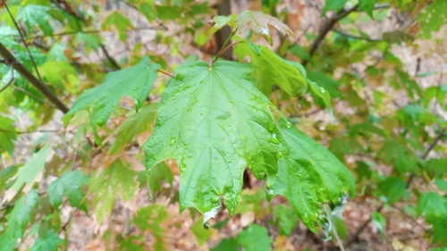 Image of Acer binzayedii by (c) Carlos Martínez, some rights reserved (CC BY)