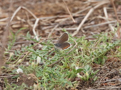 Plebejus argyrognomon
