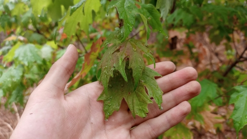 Image of Acer binzayedii by (c) Carlos Martínez, some rights reserved (CC BY)
