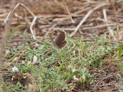 Plebejus argyrognomon