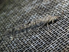 Bandidus breviusculus