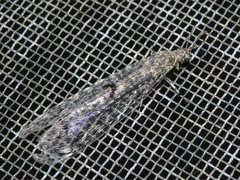 Bandidus breviusculus