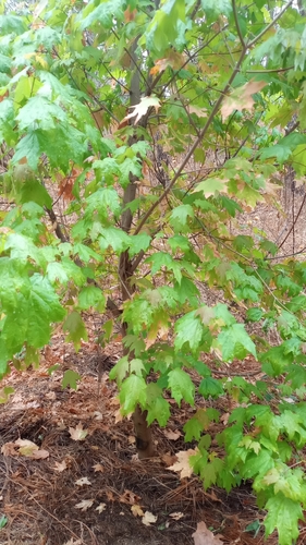 Image of Acer binzayedii by (c) Carlos Martínez, some rights reserved (CC BY)