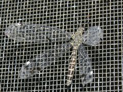 Bandidus breviusculus