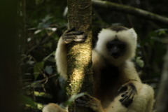 Propithecus candidus