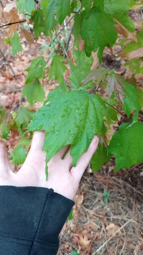 Image of Acer binzayedii by (c) Carlos Martínez, some rights reserved (CC BY)