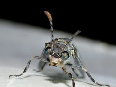 Bandidus breviusculus