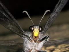 Heoclisis fundata