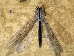Heoclisis fundata
