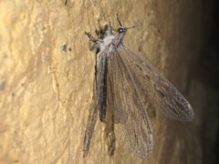 Heoclisis fundata