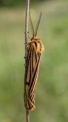 Spiris striata