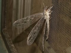 Heoclisis fundata