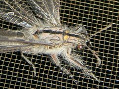 Heoclisis fundata