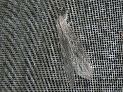 Heoclisis fundata