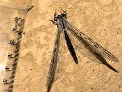 Heoclisis fundata