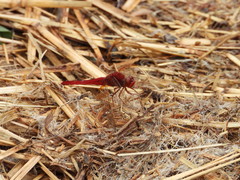 Crocothemis servilia