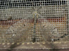 Bandidus canifrons