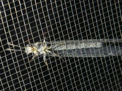 Bandidus canifrons