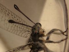 Bandidus canifrons