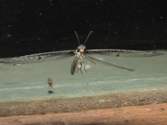 Bandidus canifrons