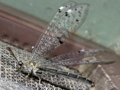 Bandidus canifrons