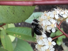 Andrena cineraria