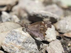 Libythea