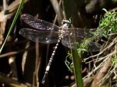 Parasynthemis regina