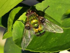 Chrysorutilia