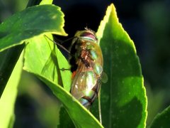 Chrysorutilia