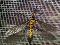 Leptotarsus clavatus