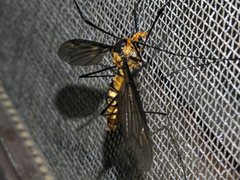 Leptotarsus clavatus