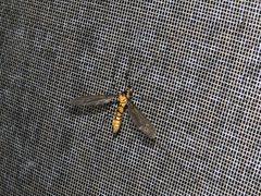 Leptotarsus clavatus