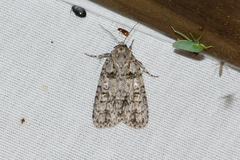 Acronicta retardata