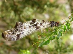 Periclystus circuiter