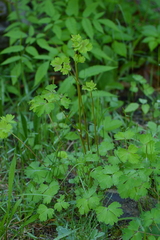 Aquilegia formosa
