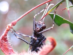 Periclystus circuiter