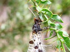 Periclystus circuiter