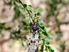 Periclystus circuiter