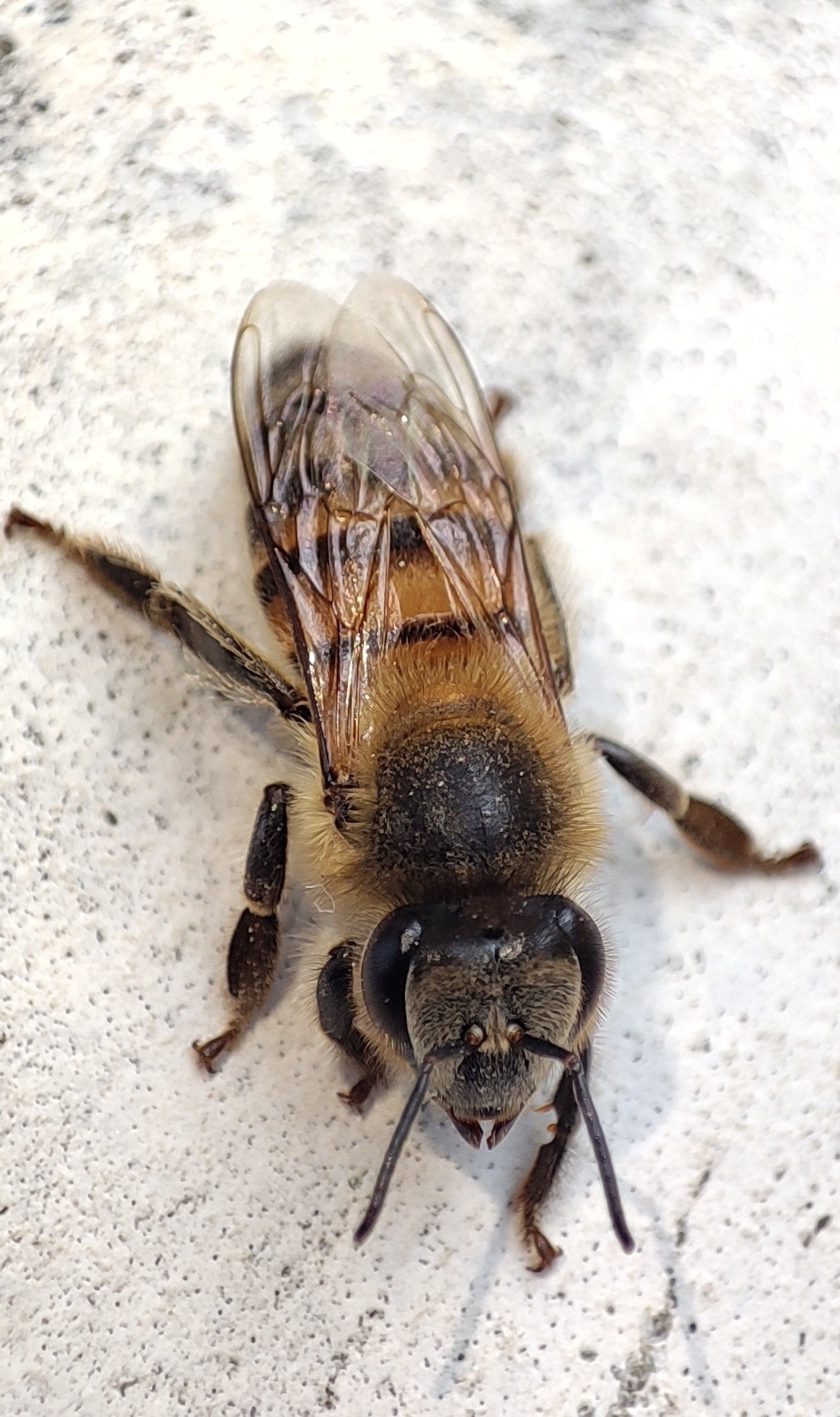 Apis mellifera image