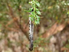 Periclystus circuiter