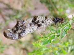 Periclystus circuiter