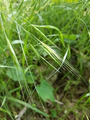 Bromus tectorum