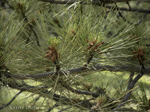 iNaturalist observation 2024-06-20
