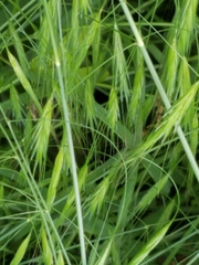 Bromus tectorum