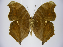 Junonia chorimene