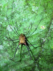 Cranaidae
