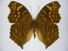 Junonia chorimene