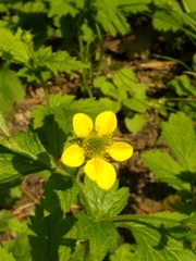 Geum urbanum
