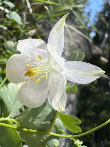 Aquilegia laramiensis
